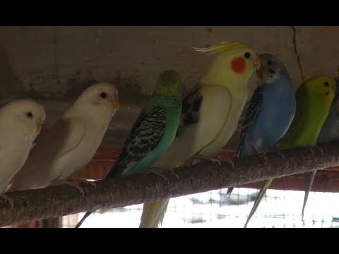 Видео: Осмотр гнезд у волнистых попугаев.