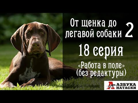 Видео: Натаска собаки в поле без монтажа. "От щенка до легавой собаки" - 18 серия.