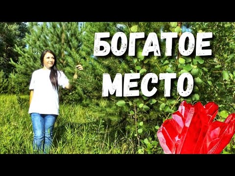 Видео: НАХОДКИ СТАРОВЕРОВ с красным 🔴 камнем и много монет: "ДЕВУШКА С УМА СОШЛА, обронив драгоценность"