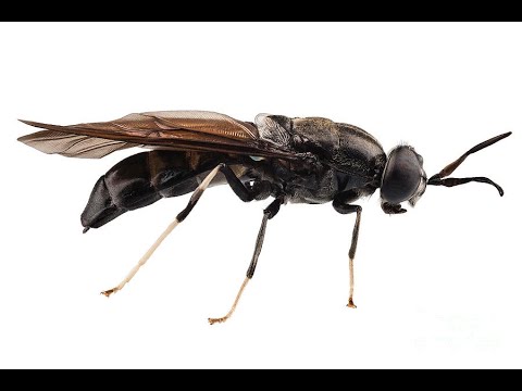 Видео: Черная львинка. Чистка личинки от остатков фрасса (зоокомпоста) и сушка