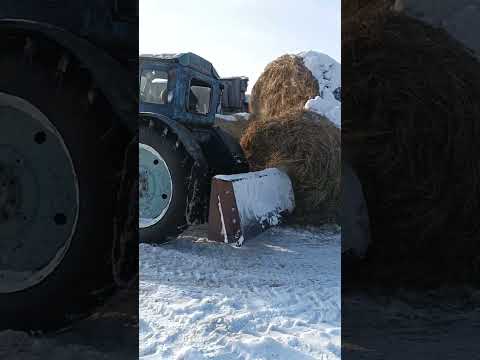Видео: Один из зимних деревенских будней,.Т -40 в помощь.