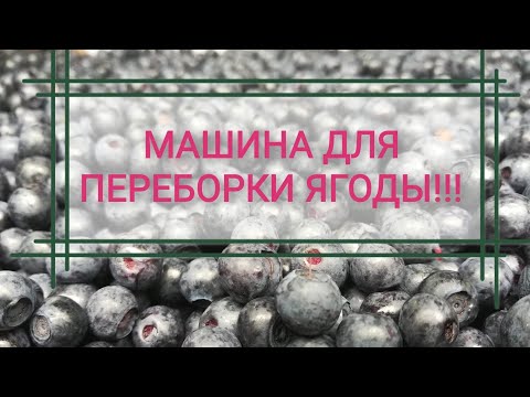 Видео: Машина для чистки ягод