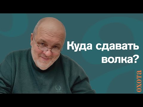 Видео: Куда сдавать волка? Валерий Кузенков о ситуации с волком.