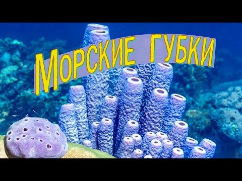 Видео: Морские губки | Познавательное видео | Удивительный мир беспозвоночных