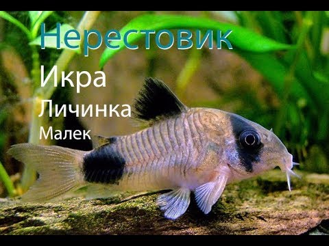 Видео: От нерестовика до малька // коридорас панда // 1 часть