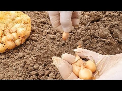 Видео: Почему лучше сажать лук рано? Все, что вам нужно знать о разведении!