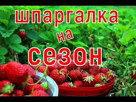 Видео: ШПАРГАЛКА по КЛУБНИКЕ! Уход на сезон! От А до Я!