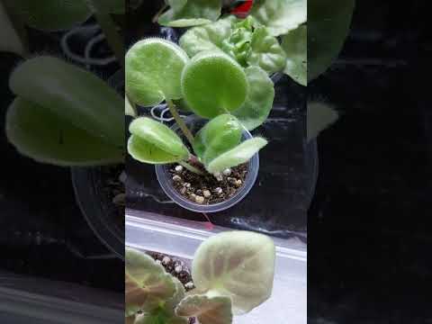 Видео: N:78 Fialka dedkalarini sug‘orish #gullar #plants #flowers # фиалки# mini fialka