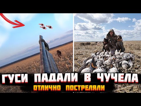 Видео: №120 Гуси падали в чучела / Открытие сезон охоты на гуся 2022 / Отлично постреляли.