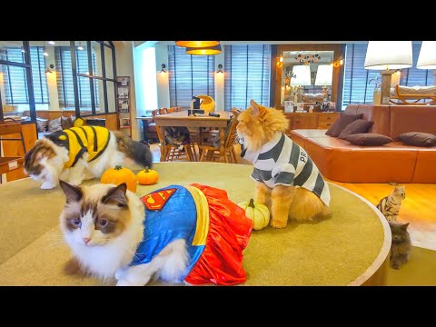 Видео: Счастливого Хэллоуина от кошачьего кафе в Японии🐈 |Cat Café Mocha Lounge Ikebukuro East Exit 🇯🇵