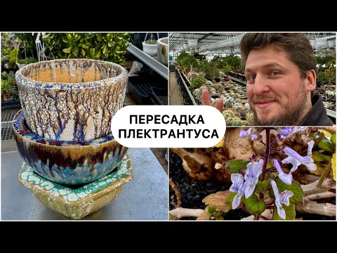 Видео: Пересадка Плектрантус Эрнеста (Plectranthus ernstii) в горшок из нашей мастерской Luxury Pot