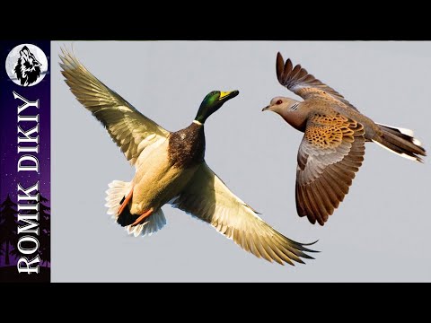 Видео: Открытие охоты 2022-2023г. Утка, горлица.