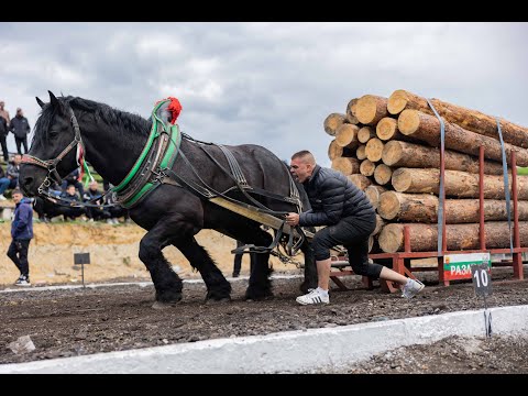 Видео: Конно надтегляне - Разлог