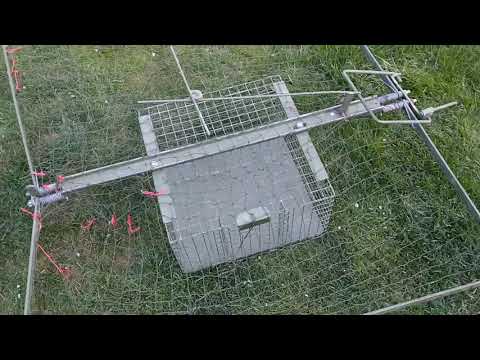 Видео: Как поймать ястреба. Клетка ловушка для ястреба