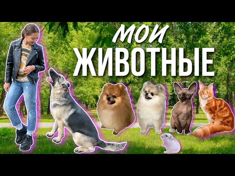 Видео: Сколько у меня питомцев? 🐕‍🦺🐕🐩🐈‍⬛ 🐈 🐹 Обзор на всех моих животных