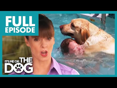 Видео: 120-фунтовый лабрадор набрасывается на пловцов! | Полный эпизод в США