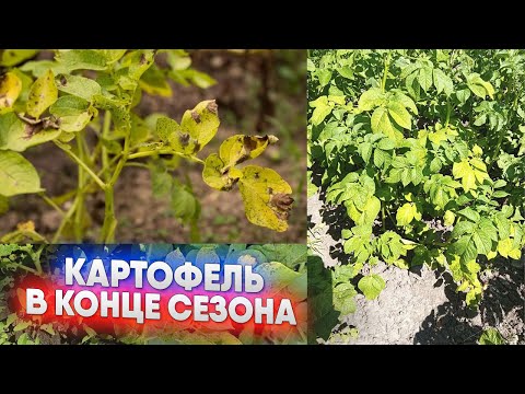Видео: Картофель в конце сезона