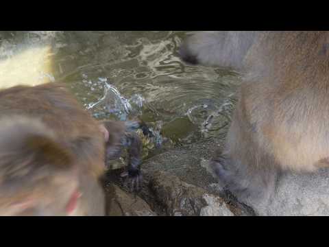Видео: Малыш-обезьяна‚ которого столкнули: История выживания / monpai monyet baby bibi monkey