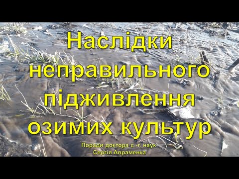 Видео: Наслідки неправильного підживлення озимих культур