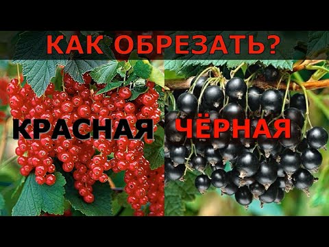 Видео: Всё об обрезке смородины - чёрной и красной