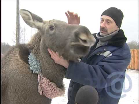 Видео: В Тверской области живёт лосёнок Майя