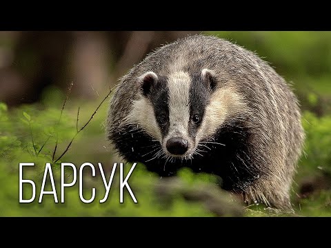 Видео: Барсук: Лесной Архитектор | Интересные факты про барсуков