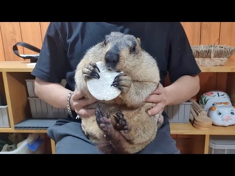 Видео: время от времени сурок может снова съесть рисовый пирог