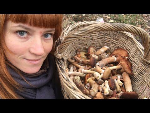 Видео: ГРИБЫ В НОЯБРЕ: Часть 2. Опенок осенний, Ложноопенок кирпично-красный, Говорушка переверутая
