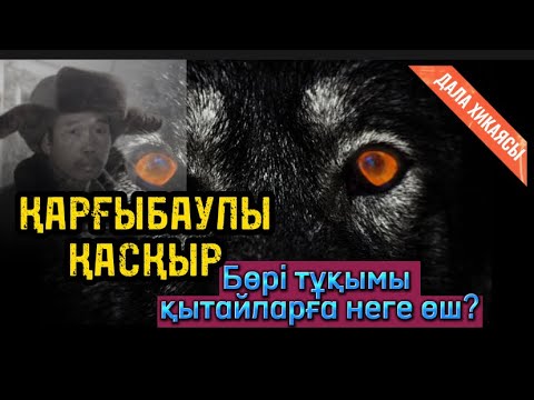 Видео: ҚАРҒЫБАУЛЫ ҚАСҚЫР. Бөрі тұқымы қытайларға неге өш? ДАЛА ХИКАЯСЫ.