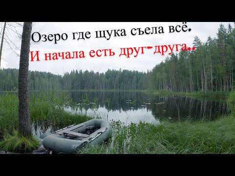 Видео: Рыбалка на Щуку.Глухое Лесное Озеро UHD