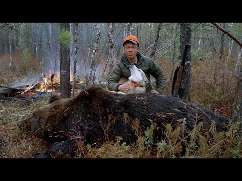 Видео: Золото  Тайги . Охота на крупного медведя самца !