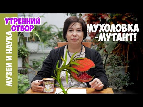 Видео: Мутант венериной мухоловки, разучившийся считать. Наталья Носова