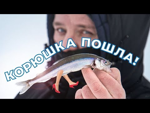 Видео: КОРЮШКА ПОШЛА!!!! Рыбалка на Финском заливе. Как ловить корюшку зимой?