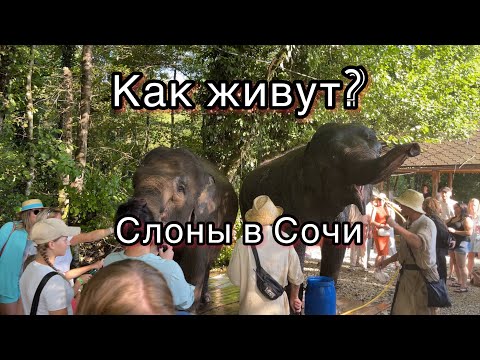 Видео: А Что Так Дорого? За Что? Парк Слонов. Сочи.