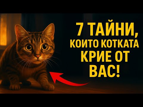 Видео: 7 неща, които котката ви прави, докато ви няма (Пригответе се да я видите в съвсем нова светлина)