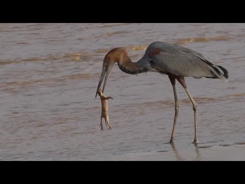Видео: Голодная Большая ГОЛУБАЯ Цапля и ЦАПЛЯ ГОЛИАФ - с этими ребятами лучше не шутить!