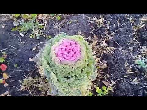 Видео: обзор огородов в конце октября 2025