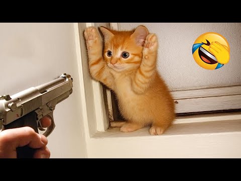 Видео: Попробуй не засмеяться 😂 Самые смешные видео с животными 😹🐶 Часть 11