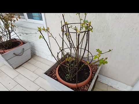 Видео: Как перезимовали розы в кашпо. Как устроены кашпо под розы. Первая подкормка роз и гортензий весной.