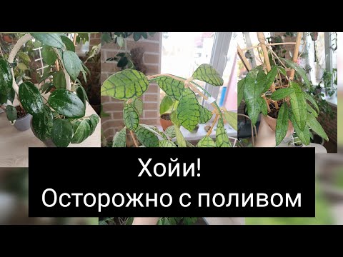 Видео: хойи. Полив 💦