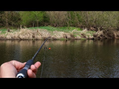 Видео: Чогось вело мене на тей Перекат.Знайшов Велику стаю Краснопірки,де на чобот Води.Попла-Поппер