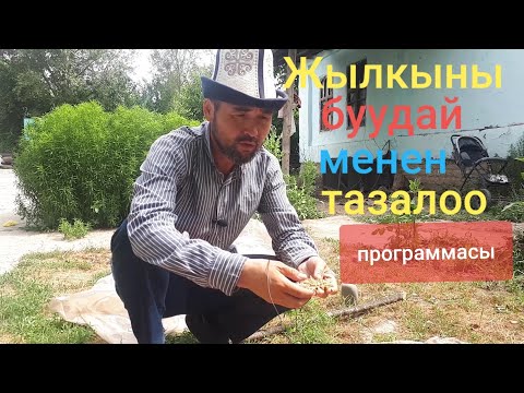 Видео: 👉ЖЫЛКЫНЫ БУУДАЙ менен ТАЗАЛООНУН программасы🐎/БИР КҮНДҮК ☝️
