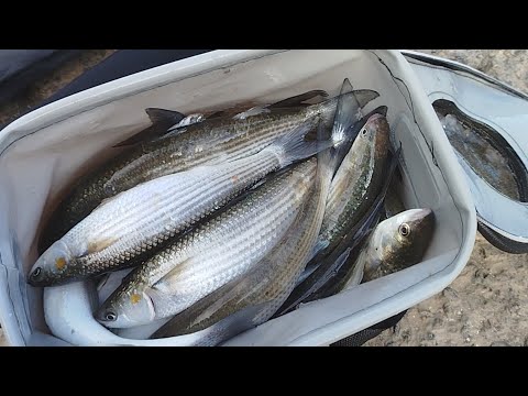 Видео: Ловимо кефаль у Чорному морі.