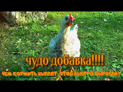 Видео: Курица учит цыплят клевать. Курица водит цыплят. Кормление цыплят в два месяца. Курица с цыплятами.