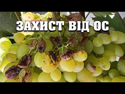 Видео: Як ми захищаємо свій виноградник від ос, мух, мошки та птиці
