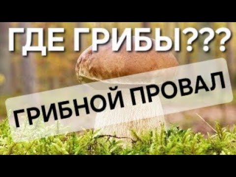 Видео: Маршрут Природы — Лесное приключение, гуляем и собираем грибы