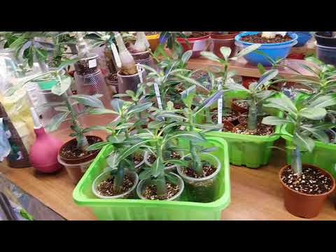Видео: Адениумы. Обзор малышей и ответы на вопросы