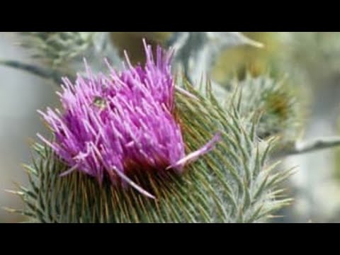 Видео: КУЗ ТИКОН УСИМЛИГИ ..КУРКОКЛИК КАСАЛИГА ..ДАВОСИ..СИНИЙ ГОЛОВ