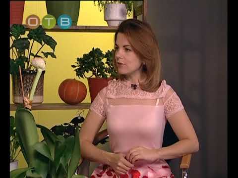 Видео: Грядки в порядке особенности выращивания гемантуса+