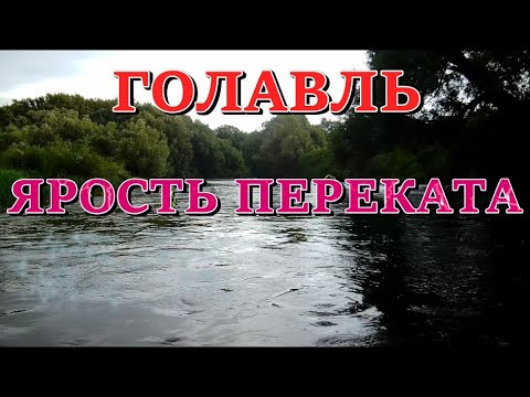 Видео: Голавль - ярость переката